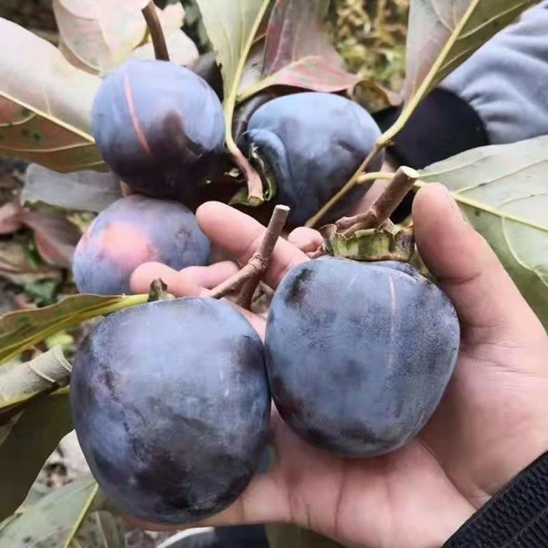 糖心脆柿子树苗嫁接脆甜柿子树苗黑柿子树苗无核柿树苗批发价