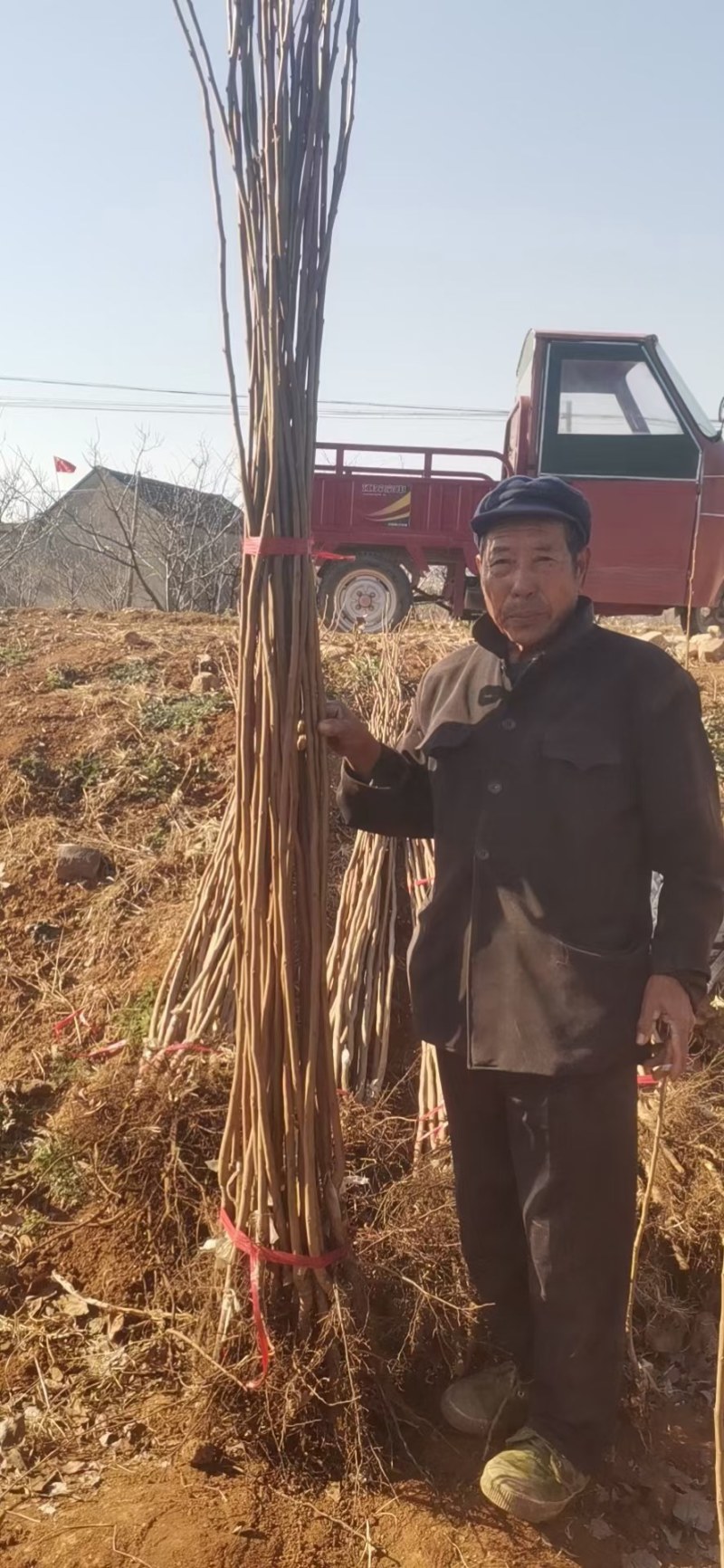 糖心脆柿子树苗嫁接脆甜柿子树苗黑柿子树苗无核柿树苗批发价