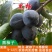 糖心脆柿子树苗嫁接脆甜柿子树苗黑柿子树苗无核柿树苗批发价