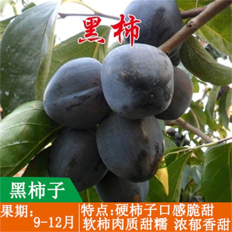 糖心脆柿子树苗嫁接脆甜柿子树苗黑柿子树苗无核柿树苗批发价
