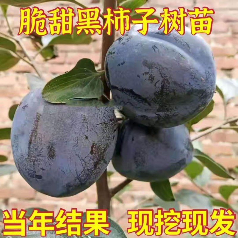 糖心脆柿子树苗嫁接脆甜柿子树苗黑柿子树苗无核柿树苗批发价