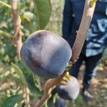 糖心脆柿子树苗嫁接脆甜柿子树苗黑柿子树苗无核柿树苗批发价