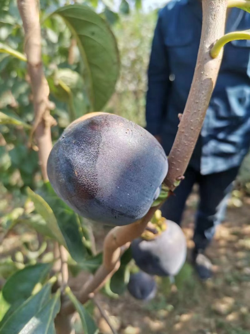 糖心脆柿子树苗嫁接脆甜柿子树苗黑柿子树苗无核柿树苗批发价