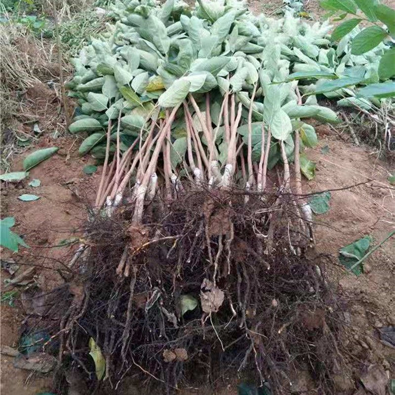 糖心脆柿子树苗嫁接脆甜柿子树苗黑柿子树苗无核柿树苗批发价