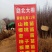 糖心脆柿子树苗嫁接脆甜柿子树苗黑柿子树苗无核柿树苗批发价