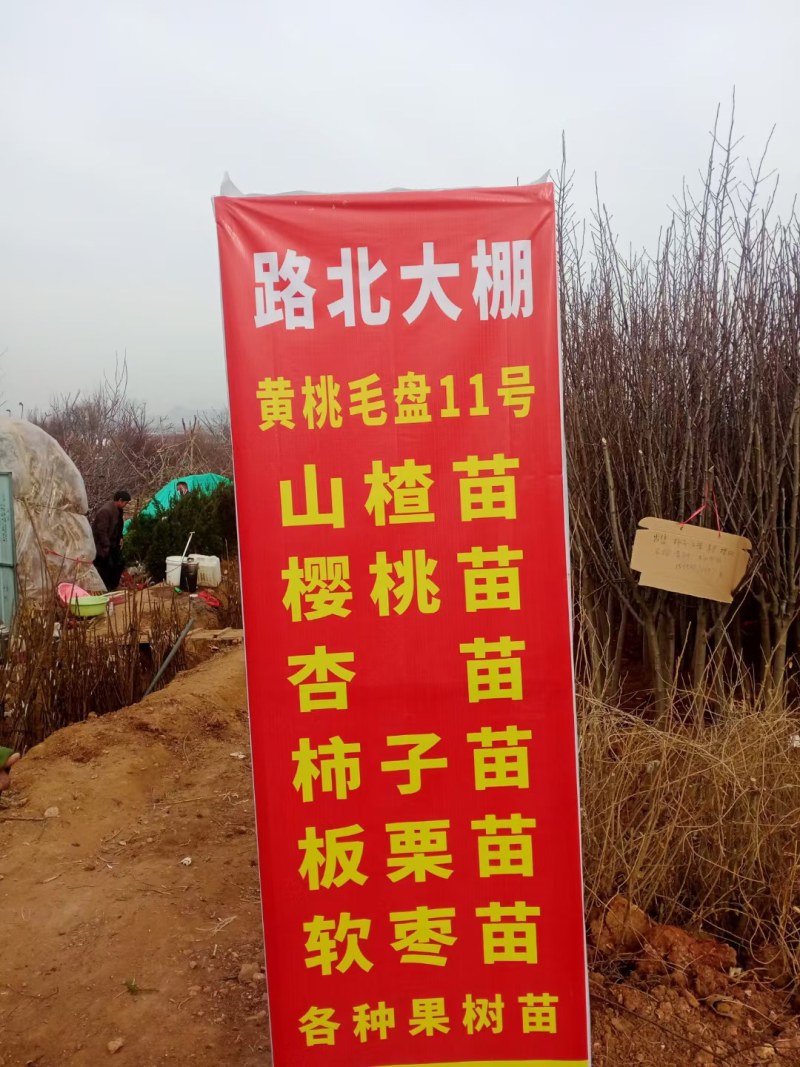 糖心脆柿子树苗嫁接脆甜柿子树苗黑柿子树苗无核柿树苗批发价
