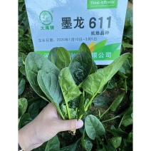 大禹牌墨龙611杂交耐热大叶菠菜种子红根叶肥大田用高产