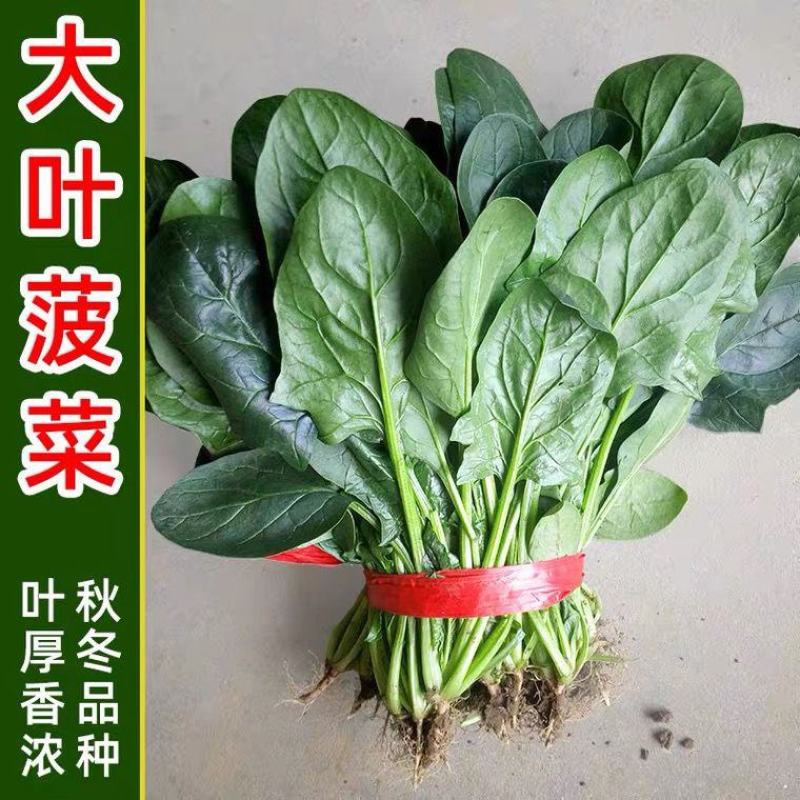 大禹牌墨龙611杂交耐热大叶菠菜种子红根叶肥大田用高产