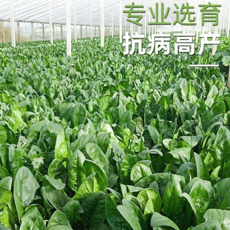 大禹牌墨龙611杂交耐热大叶菠菜种子红根叶肥大田用高产