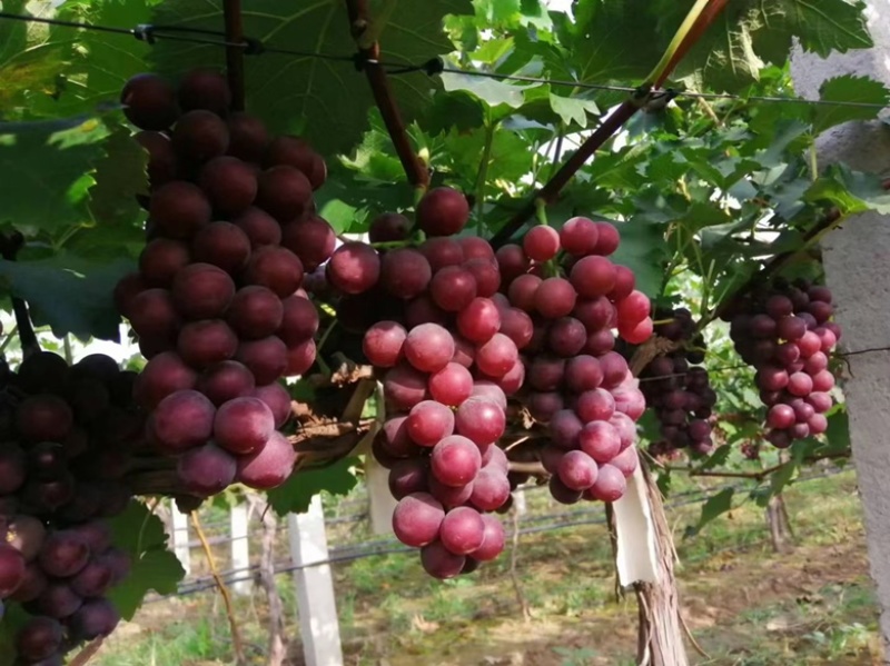 河北省保定王盘巨峰葡萄🍇