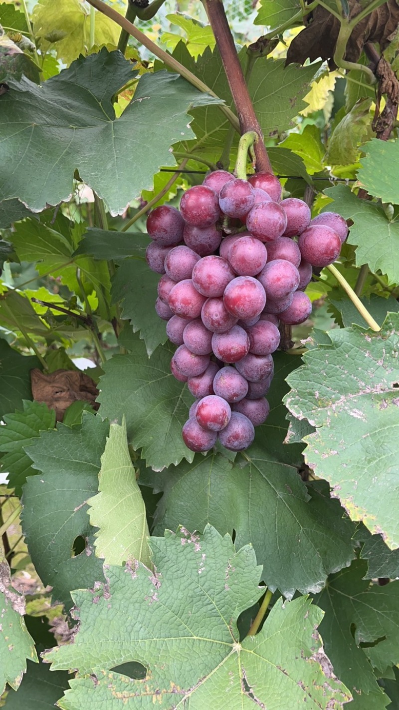 河北省保定王盘巨峰葡萄🍇