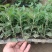 菊花小苗盆栽四季开花室内外阳台好养可食用耐寒热菊花苗花卉