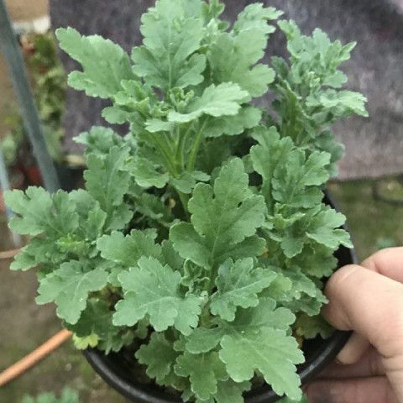 菊花小苗盆栽四季开花室内外阳台好养可食用耐寒热菊花苗花卉