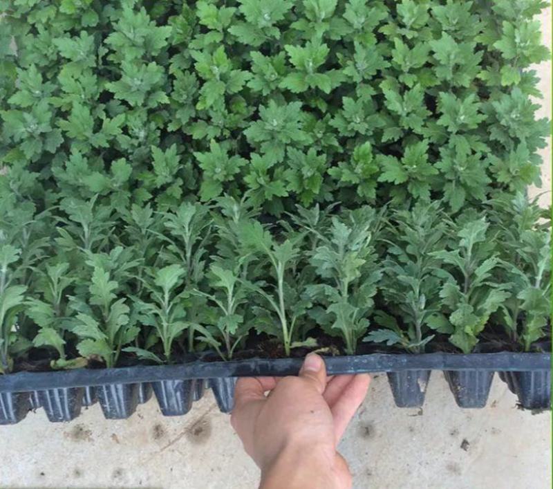 菊花小苗盆栽四季开花室内外阳台好养可食用耐寒热菊花苗花卉