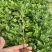 菊花小苗盆栽四季开花室内外阳台好养可食用耐寒热菊花苗花卉