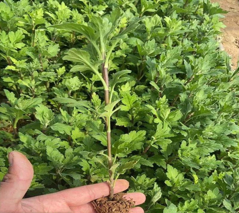菊花小苗盆栽四季开花室内外阳台好养可食用耐寒热菊花苗花卉