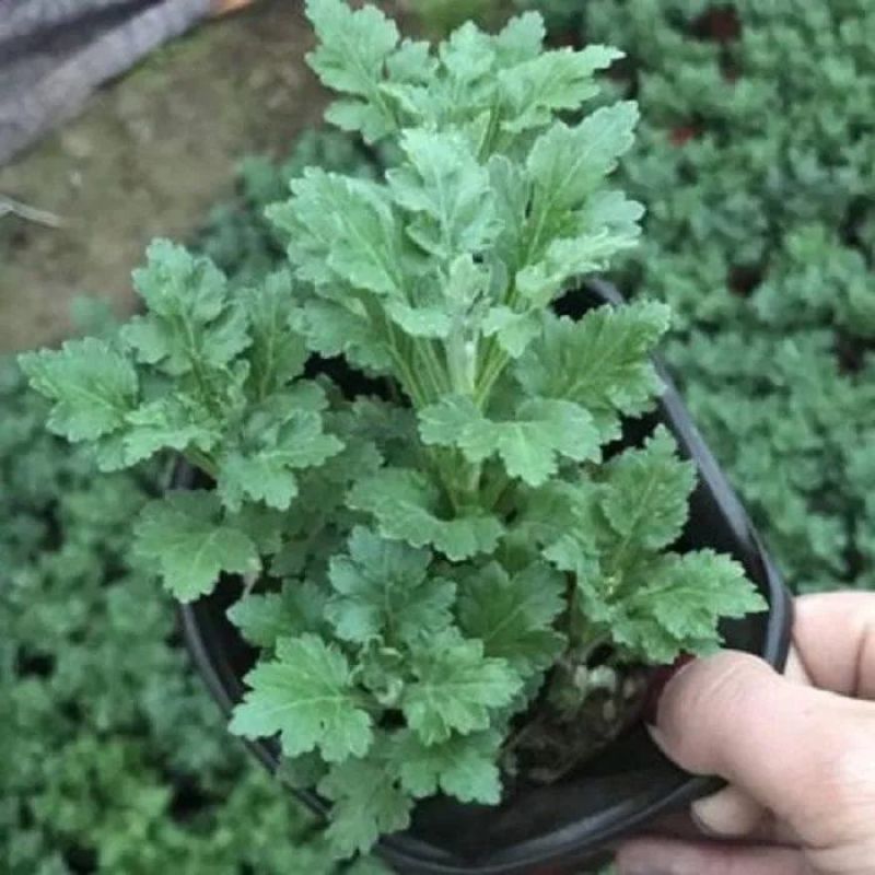 菊花小苗盆栽四季开花室内外阳台好养可食用耐寒热菊花苗花卉