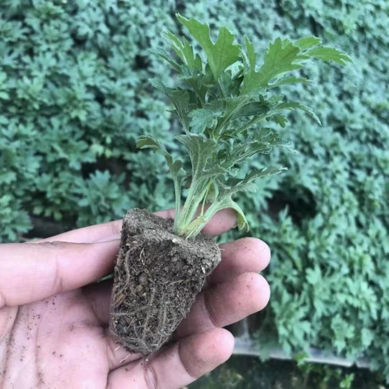 菊花小苗盆栽四季开花室内外阳台好养可食用耐寒热菊花苗花卉
