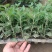 菊花小苗盆栽四季开花室内外阳台好养可食用耐寒热菊花苗花卉