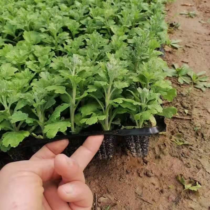 菊花小苗盆栽四季开花室内外阳台好养可食用耐寒热菊花苗花卉