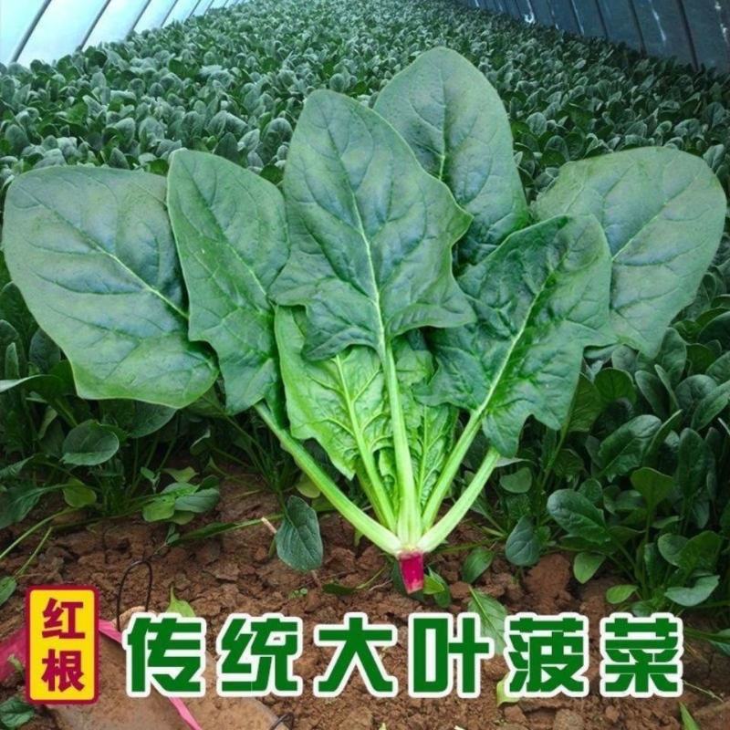 菠菜种子速生大叶四季菠菜种籽高产小叶耐热耐寒菠菜种蔬菜盆