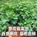 菊花小苗盆栽四季开花室内外阳台好养可食用耐寒热菊花苗花卉