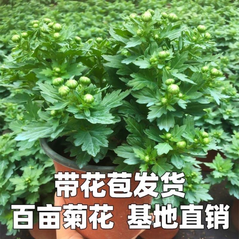 菊花小苗盆栽四季开花室内外阳台好养可食用耐寒热菊花苗花卉