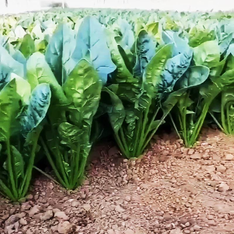 菠菜种子速生大叶四季菠菜种籽高产小叶耐热耐寒菠菜种蔬菜盆