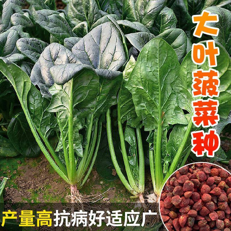 菠菜种子速生大叶四季菠菜种籽高产小叶耐热耐寒菠菜种蔬菜盆