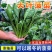 菠菜种子速生大叶四季菠菜种籽高产小叶耐热耐寒菠菜种蔬菜盆