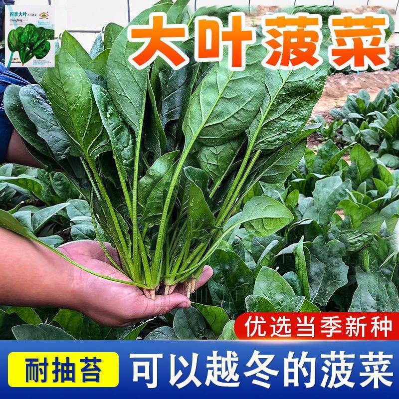 菠菜种子速生大叶四季菠菜种籽高产小叶耐热耐寒菠菜种蔬菜盆