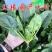菠菜种子速生大叶四季菠菜种籽高产小叶耐热耐寒菠菜种蔬菜盆