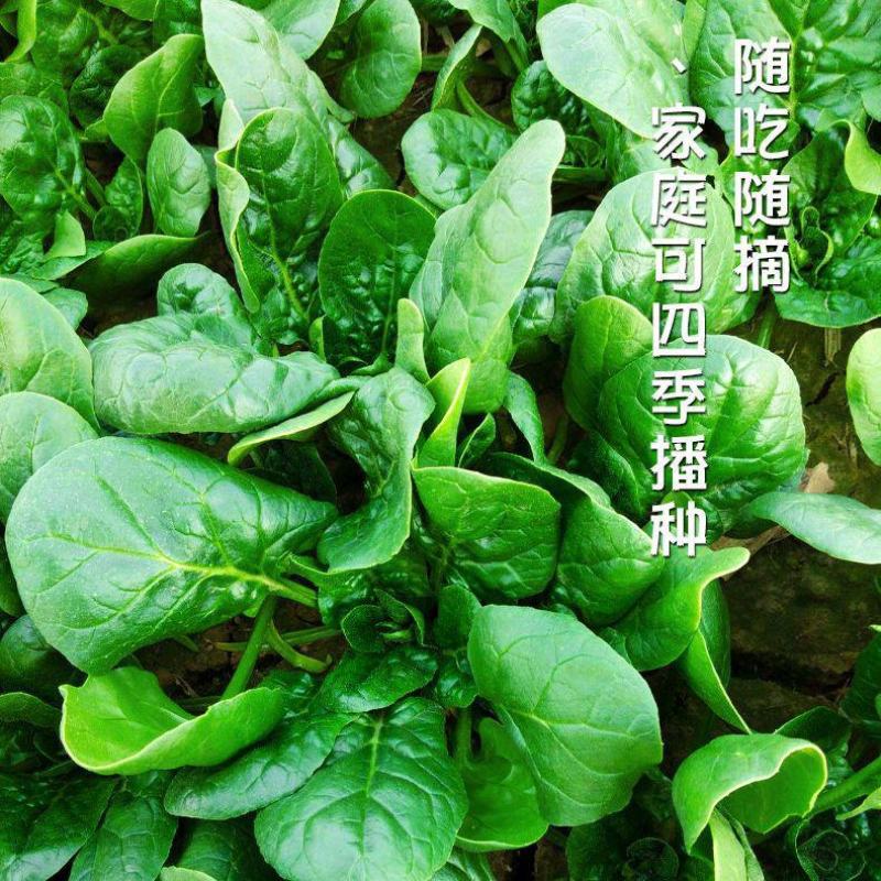 菠菜种子速生大叶四季菠菜种籽高产小叶耐热耐寒菠菜种蔬菜盆