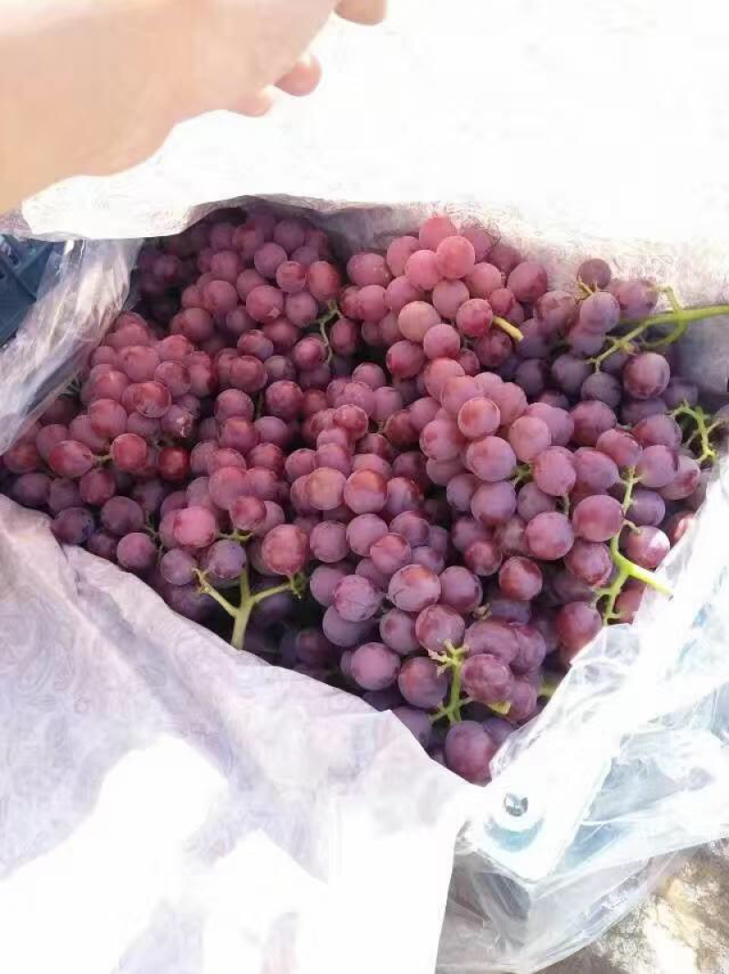 河北省保定王盘巨峰葡萄🍇