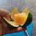 四川柑桔精品蜜橘大量上市中产地直供量大从优电商批发商