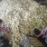 王林苹果大量上市中，有想法的老板们抓紧联系我。