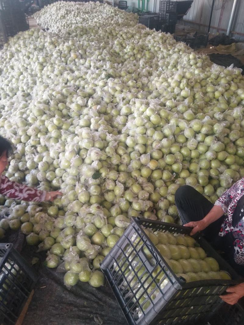 王林苹果大量上市中，有想法的老板们抓紧联系我。