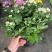 龙爪菊盆栽高端菊花苗四季开花庭院阳台耐高低温植物