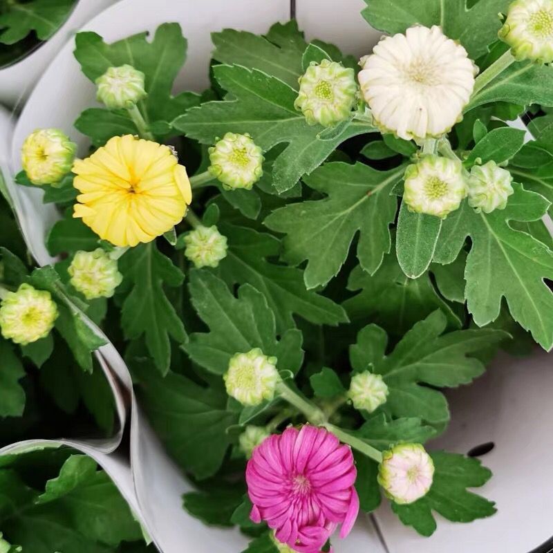 龙爪菊盆栽高端菊花苗四季开花庭院阳台耐高低温植物