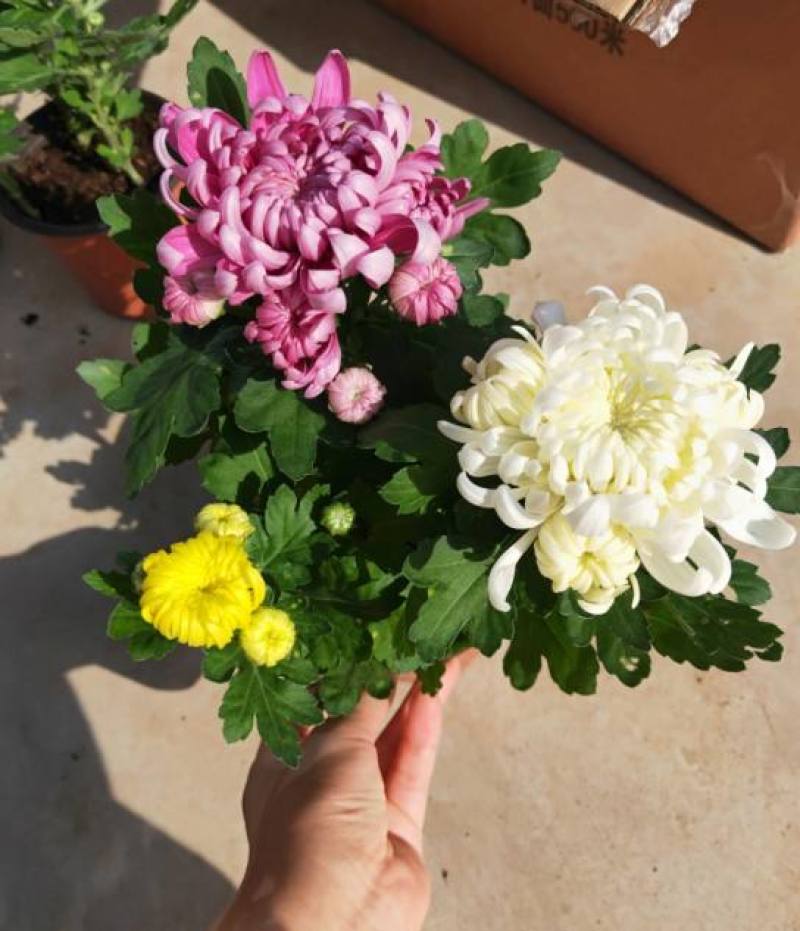 龙爪菊盆栽高端菊花苗四季开花庭院阳台耐高低温植物