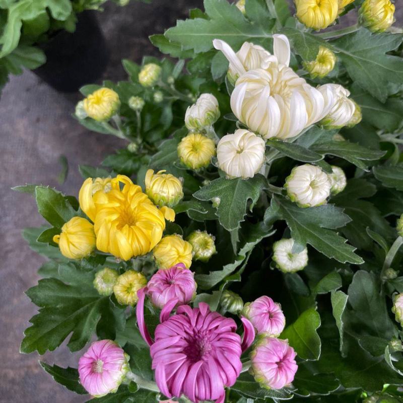龙爪菊盆栽高端菊花苗四季开花庭院阳台耐高低温植物