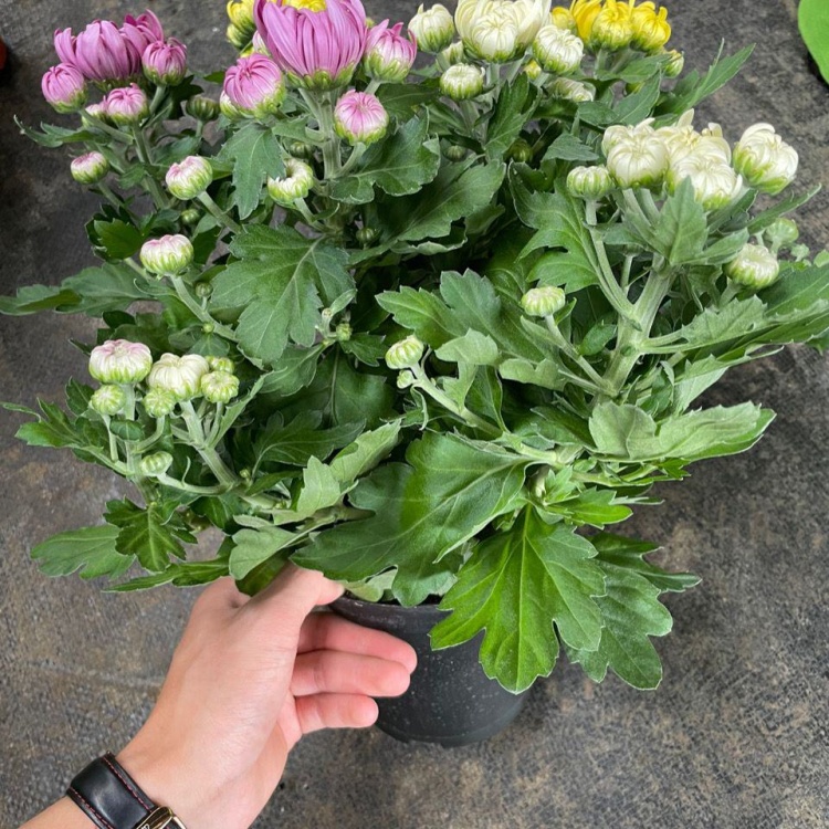 菊花批发]龙爪菊盆栽高端菊花苗四季开花庭院阳台耐高低温植物