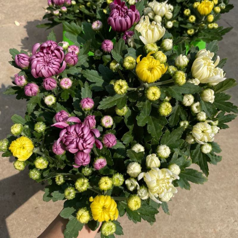 龙爪菊盆栽高端菊花苗四季开花庭院阳台耐高低温植物