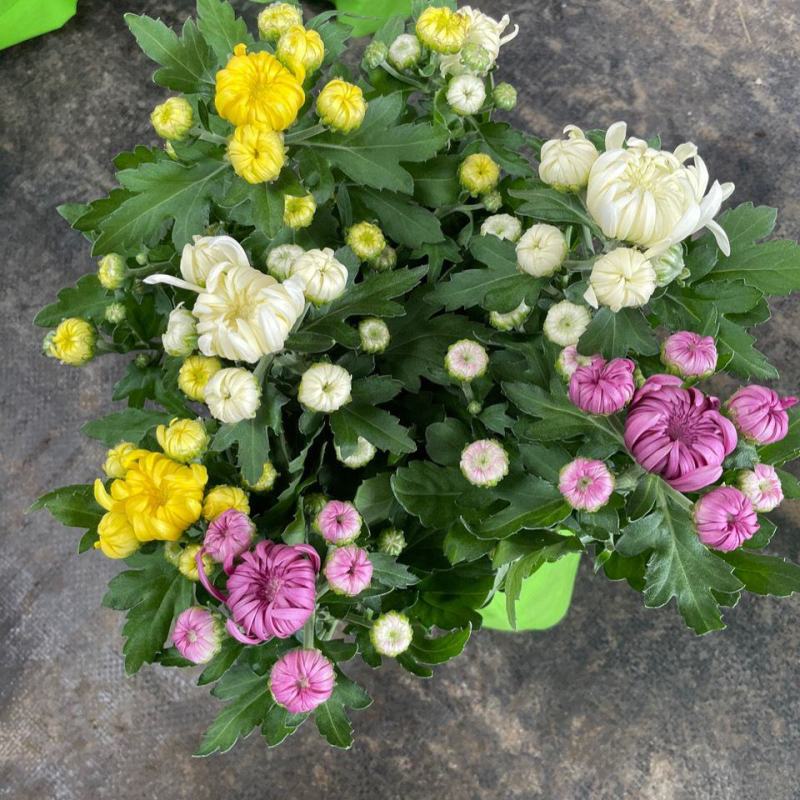 龙爪菊盆栽高端菊花苗四季开花庭院阳台耐高低温植物
