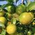 四川柑桔精品蜜橘大量上市中产地直供量大从优电商批发商
