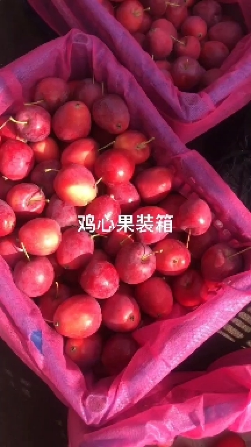 内蒙古通辽市开鲁县鸡心果大量上市品质好