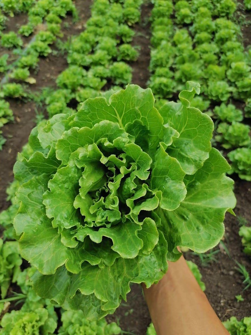 生菜邯郸生菜永年精品生菜生菜叶罗马生菜意大利生菜