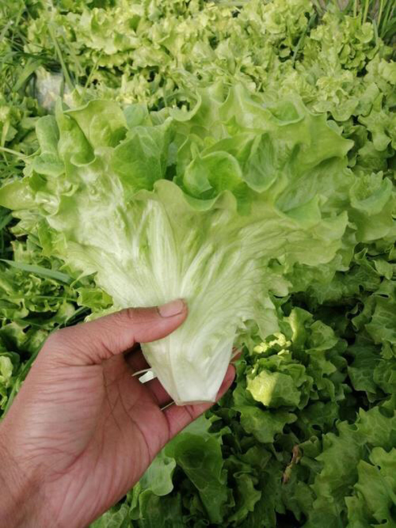 生菜邯郸生菜永年精品生菜生菜叶罗马生菜意大利生菜