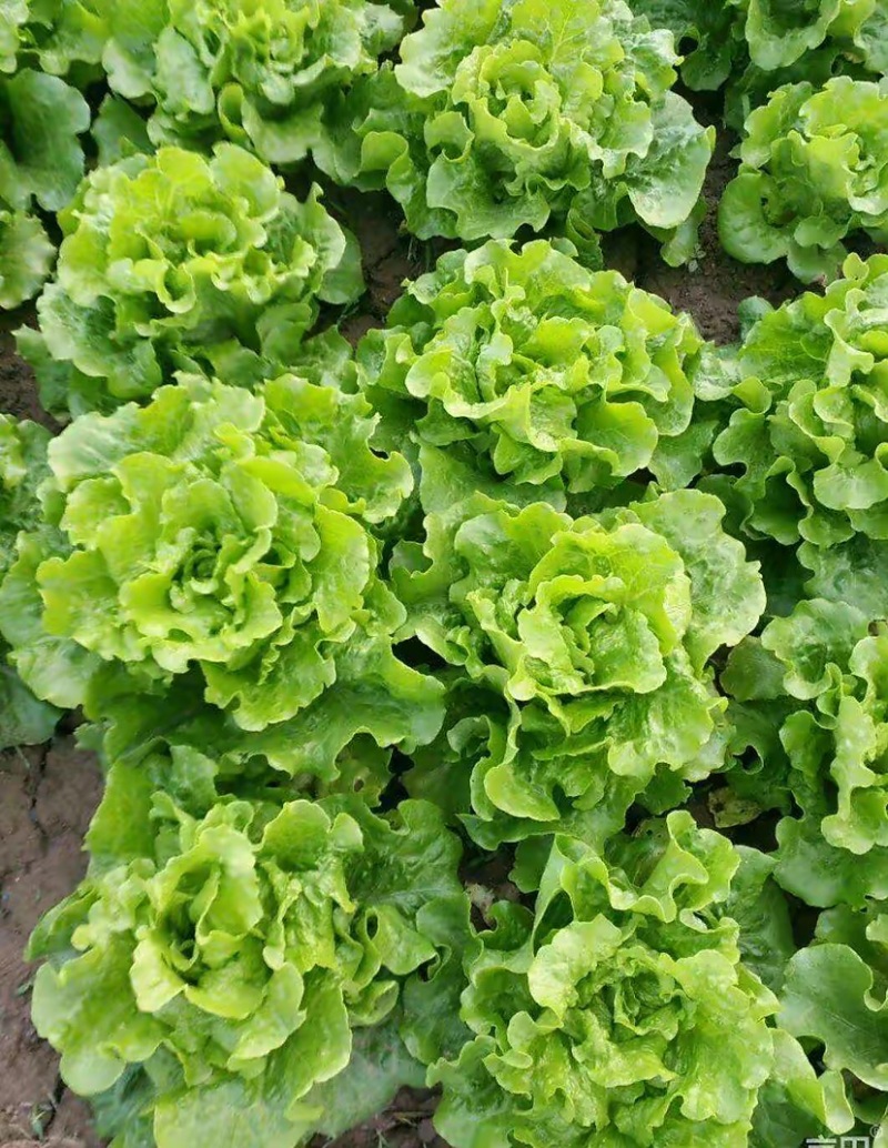 生菜邯郸生菜永年精品生菜生菜叶罗马生菜意大利生菜