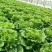生菜邯郸生菜永年精品生菜生菜叶罗马生菜意大利生菜